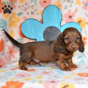 Tator Tot, Dachshund Puppy